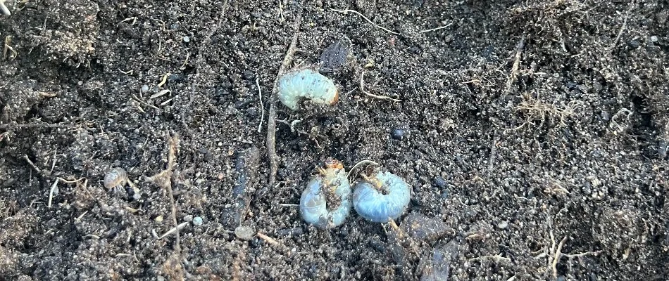 Close up of three grubs on the ground in Longmont, CO.