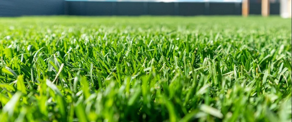 Healthy lawn after fertilization in Longmont, CO.