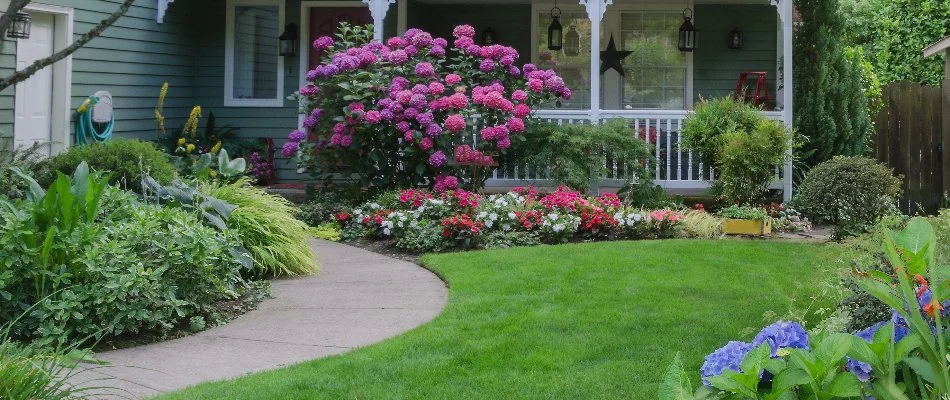 Yard in Niwot, CO, with colorful flowers and green plants.