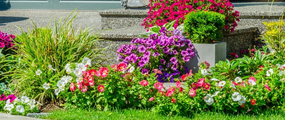 Landscape bed in Frederick, CO, with colorful flowers.
