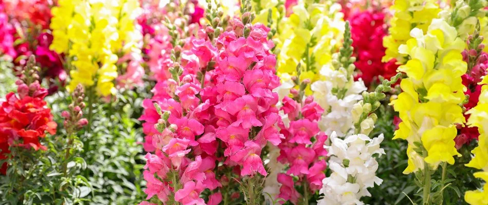 Colorful snapdragons in a yard in Longmont, CO.