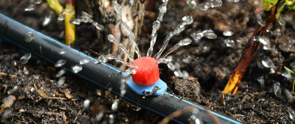 Drip irrigation emitter on the ground in Longmont, CO.