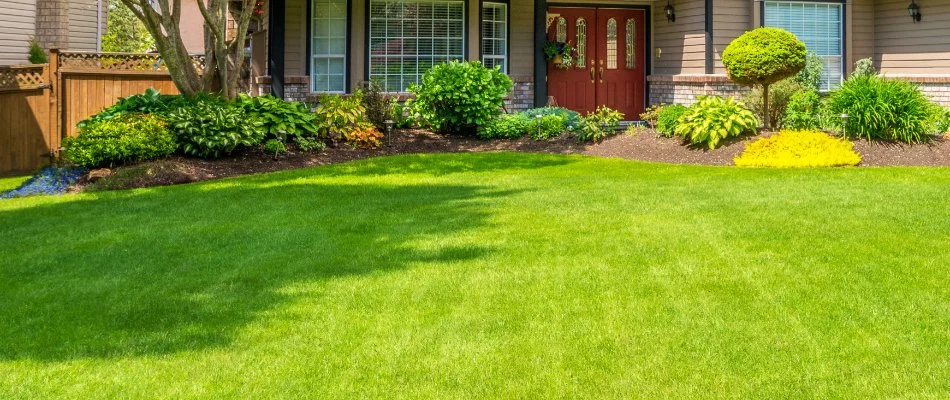 Fertilized green grass in Boulder, CO, near a landscape bed with shrubs.