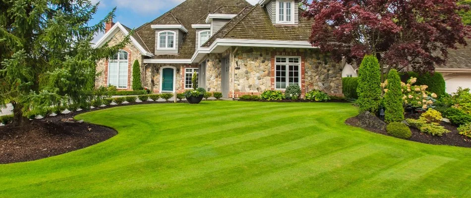 Grass in Longmont, CO, with mowing pattern surrounded by landscaping.