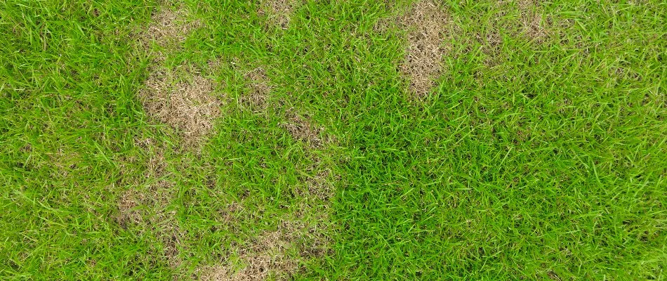 Grass in Longmont, CO, with necrotic ring spot disease.