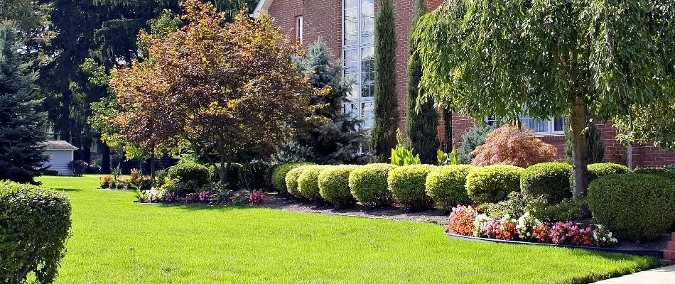Green lawn in Frederick, CO, with lush trees and shrubs.