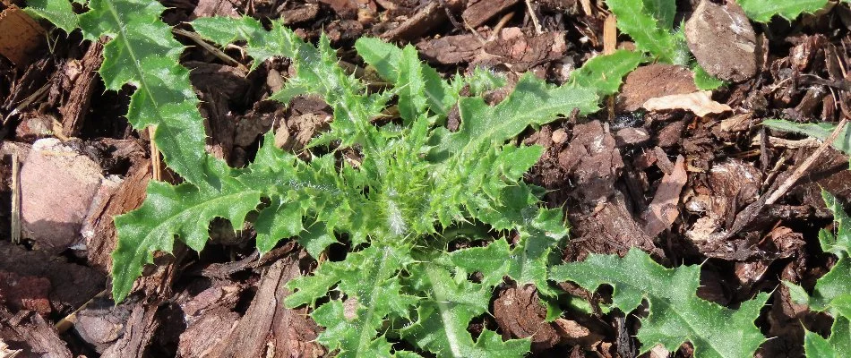 Green weed growing in a mulch bed in Longmont, CO.