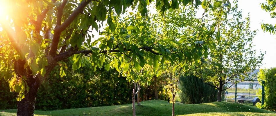 Healthy, mite-free trees in Longmont, CO.