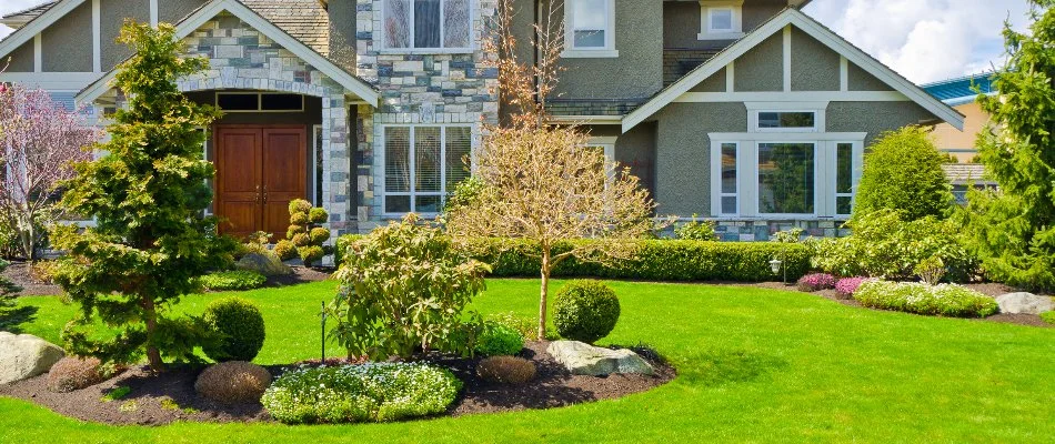 Healthy trees and shrubs in a yard in Longmont, CO.