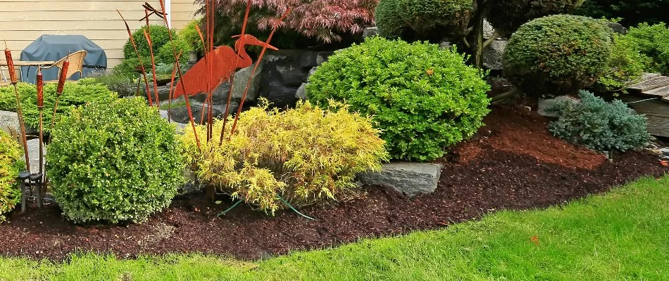Landscape bed in Longmont, CO, with mulch and lush shrubs.