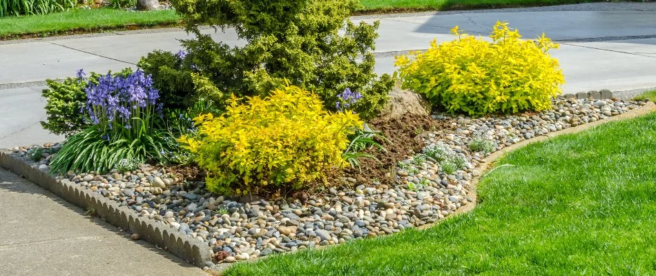 Landscape in Longmont, CO, with rocks and plants.