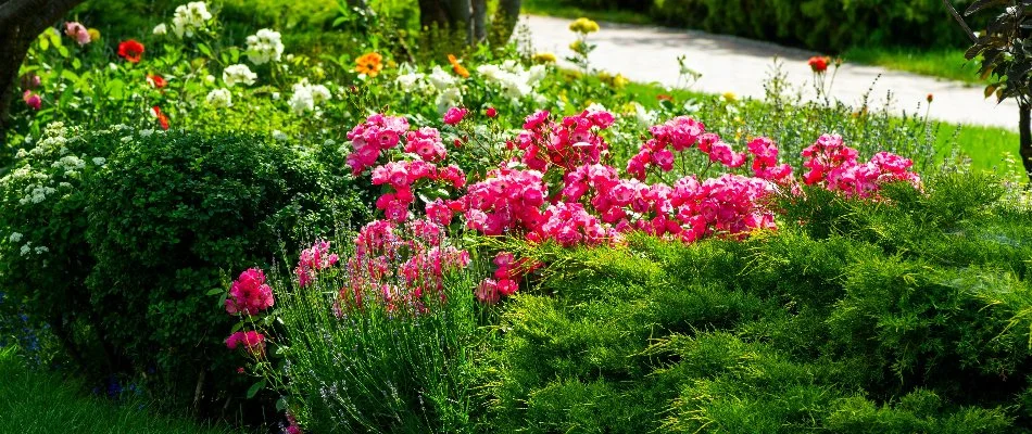 Landscape in Longmont, CO, with vibrant flowers and lush shrubs.
