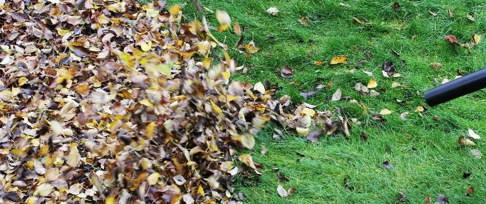 Leaves being blown into a pile in Longmont, CO.