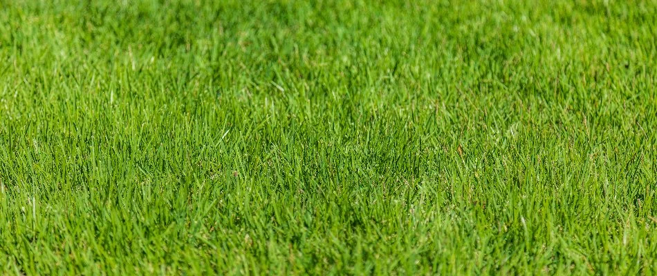 Lush, green grass blades in Niwot, CO.