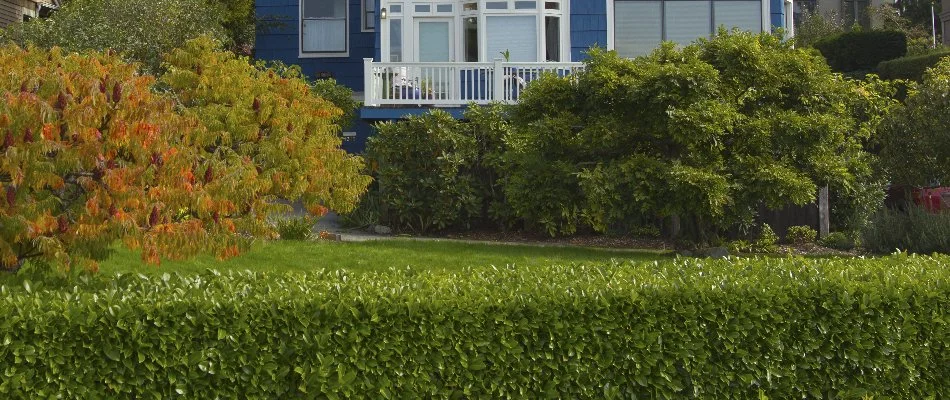 Yard in Longmont, CO, with lush green shrubs.