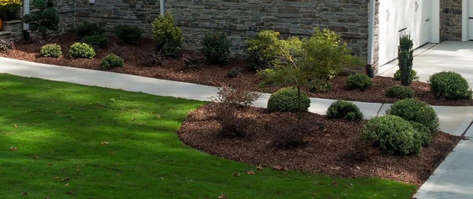 Landscape beds in Longmont, CO, with mulch along a walkway.