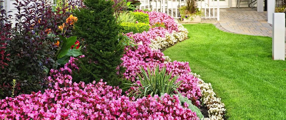 Pink flowers and green plants on a landscape in Boulder, CO, beside a lawn.