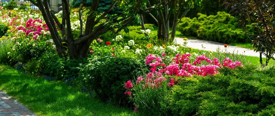 Shrubs and trees in a landscape bed in Longmont, CO.