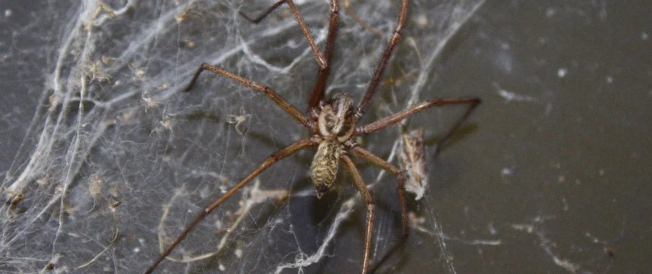 Spider and its web in Longmont, CO.