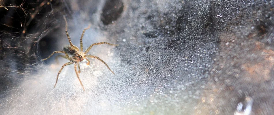 Spider in Longmont, CO, on its web.