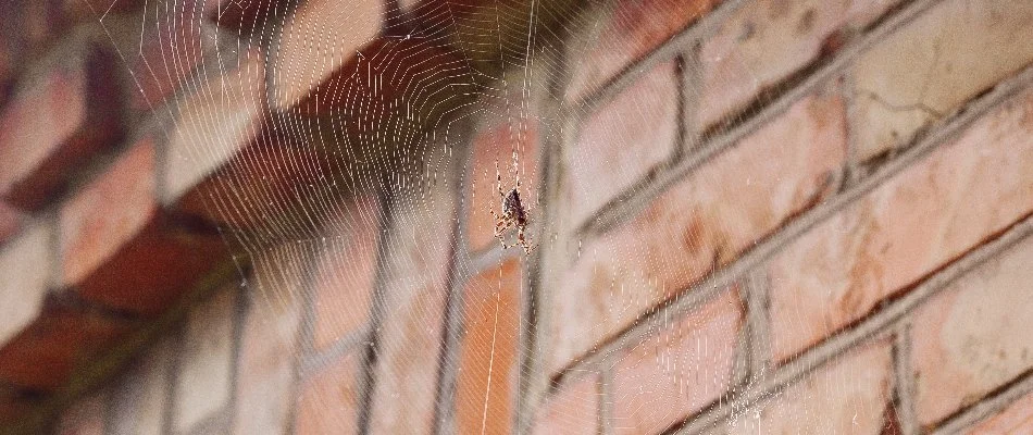 Spider on its web attached to a brick building in Longmont, CO.