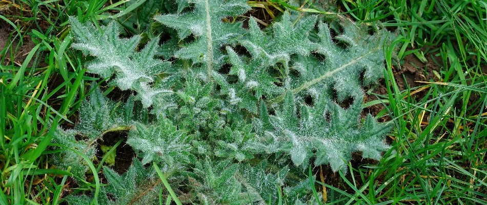 Thistle weed on a lawn in Longmont, CO.