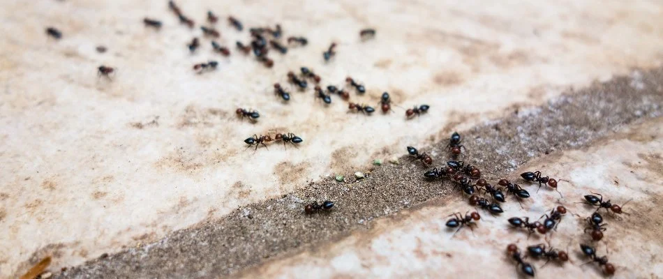 Trail of ants on the ground in Longmont, CO.