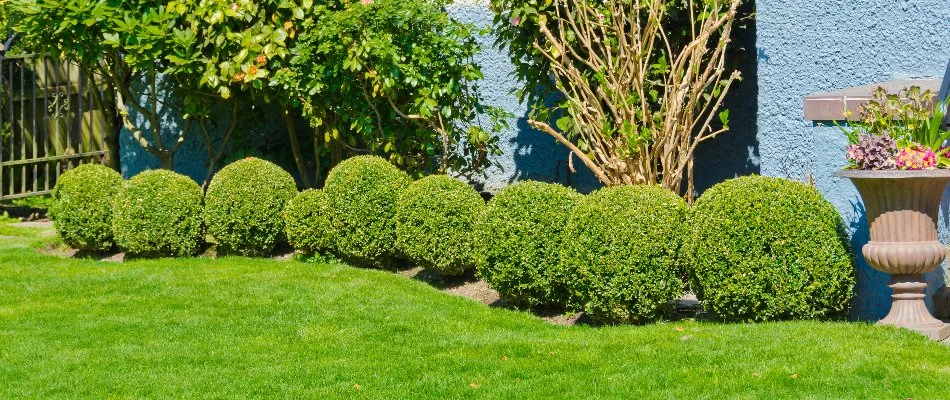 Trimmed shrubs by a lawn in Longmont, CO.