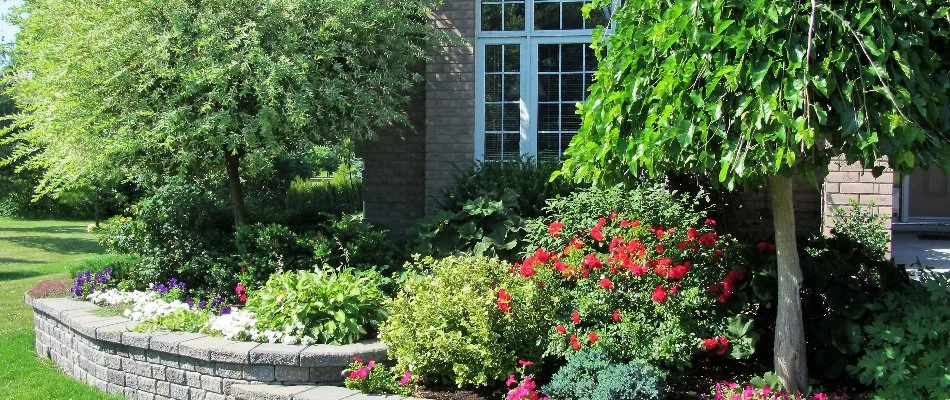 Tree and shrubs in a landscape bed in front of a home in Longmont, CO.