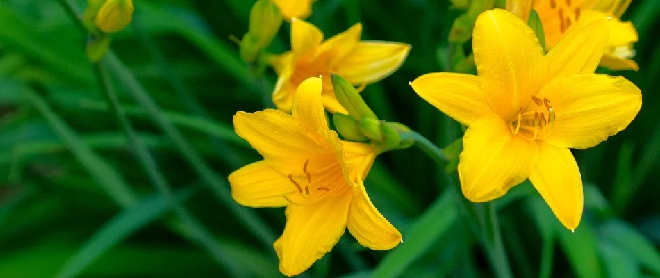 Yellow daylilies on a landscape in Longmont, CO.