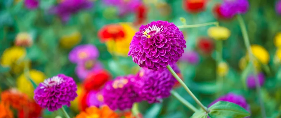 Zinnia flowers on a landscape in Longmont, CO.