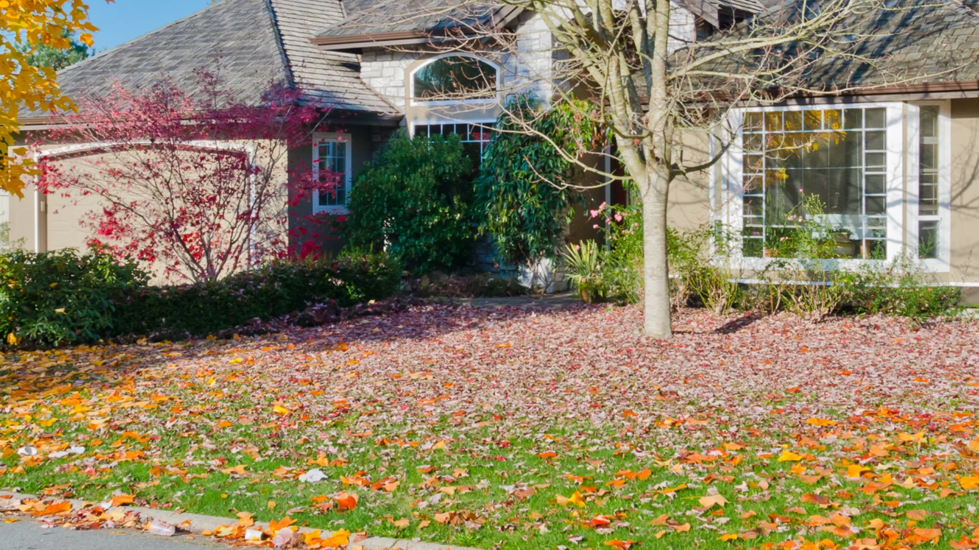 Is Leaf Burning Okay to Do?