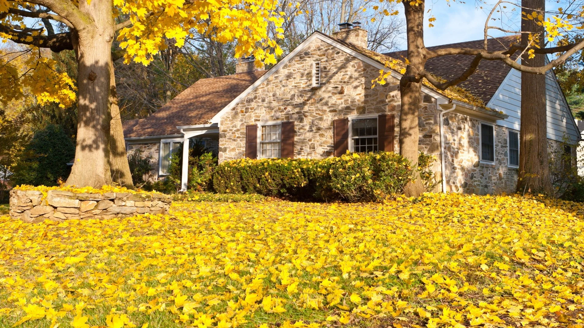 What Can Happen if Leaves Are Left on Your Lawn Over the Winter