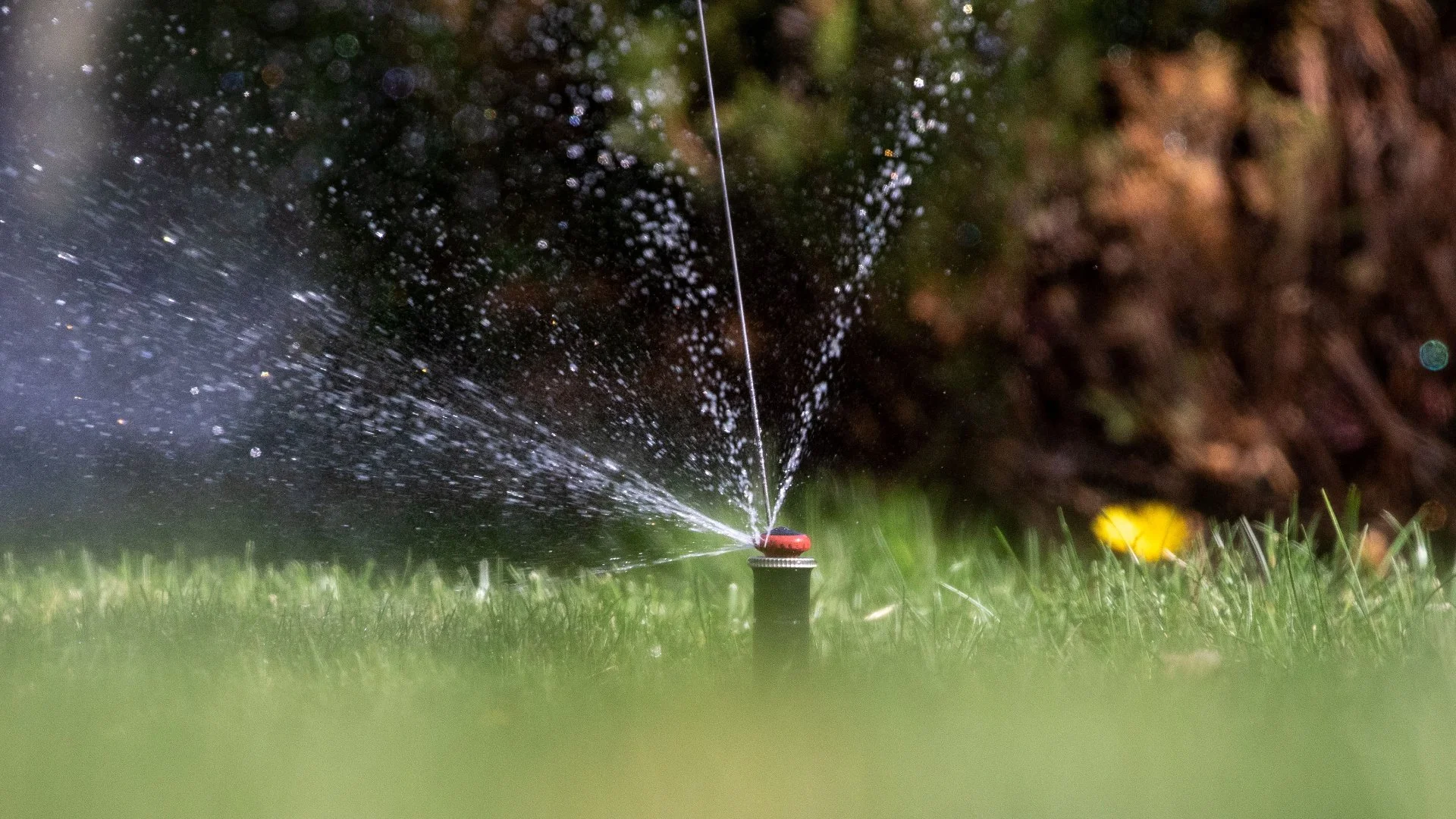 Drip vs Sprinkler Irrigation Systems: 3 Questions to Help You Choose