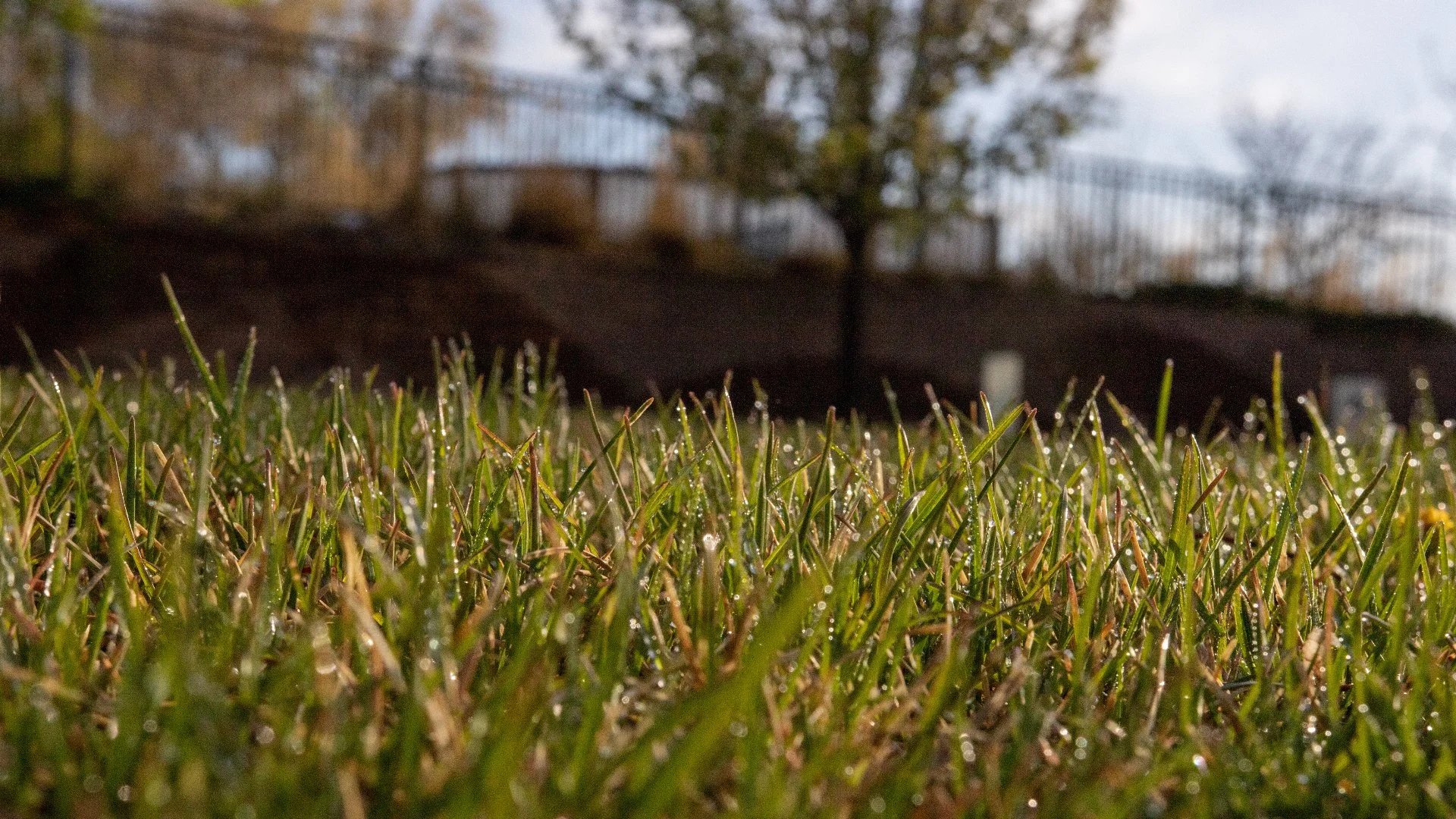 Close-up of wet grass in a lawn in Longmont, CO