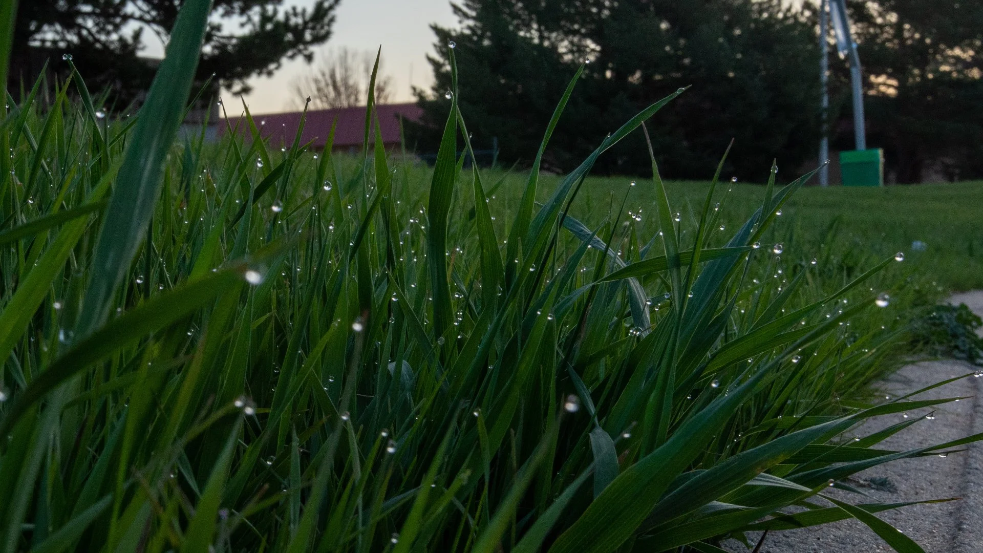 How Often You Should Be Fertilizing Your Grass in Longmont, CO