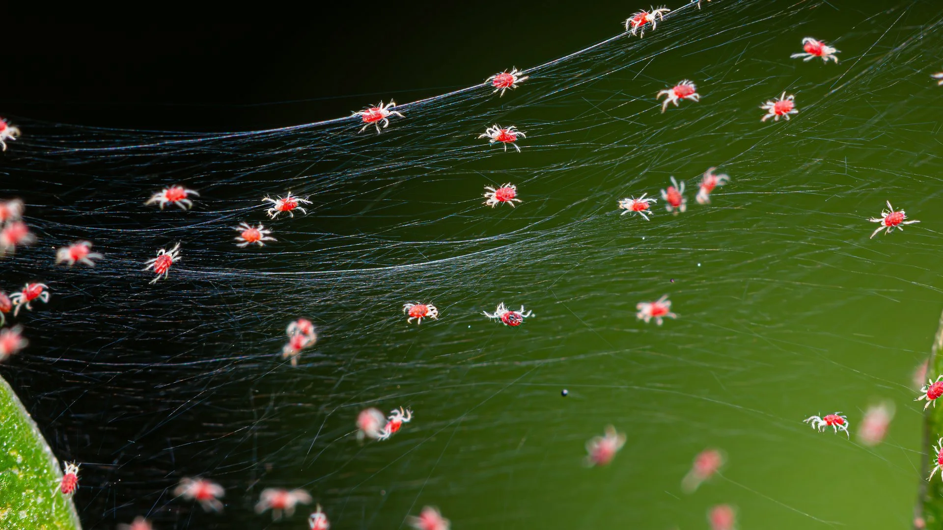 Mites: What They Are & How to Prevent These Tree & Shrub Insects