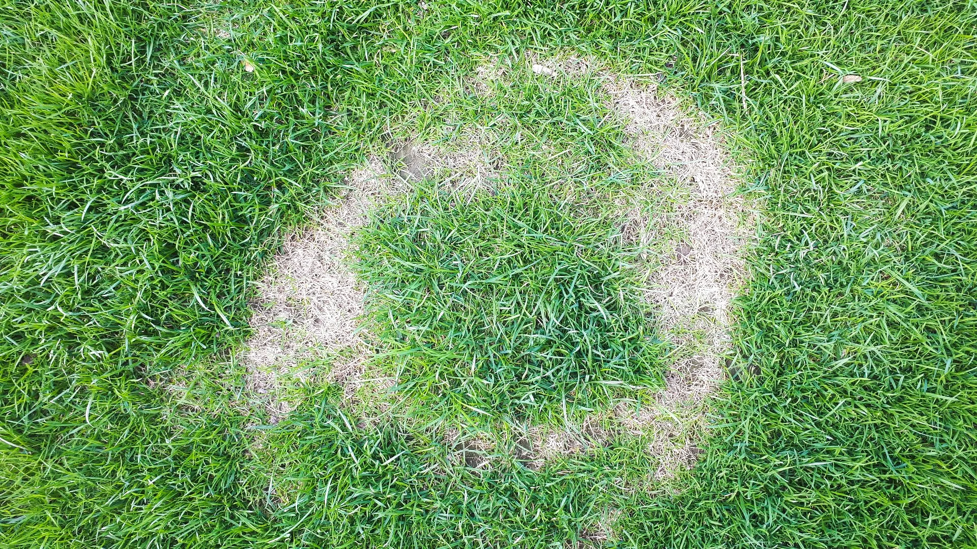 Necrotic Ring Spot Is a Problematic Disease for Lawns in Colorado