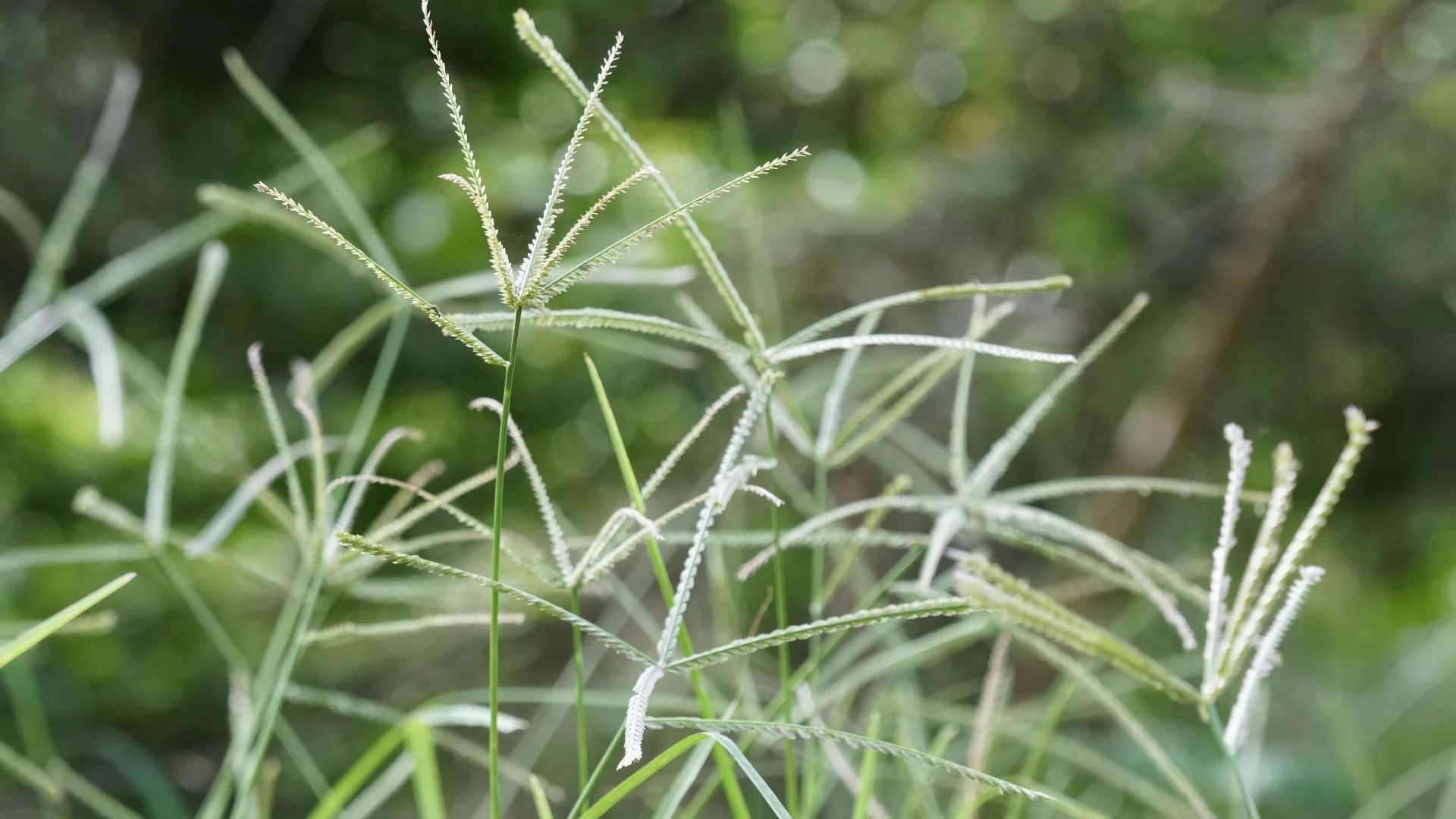 Identifying Common Lawn Weeds in Colorado