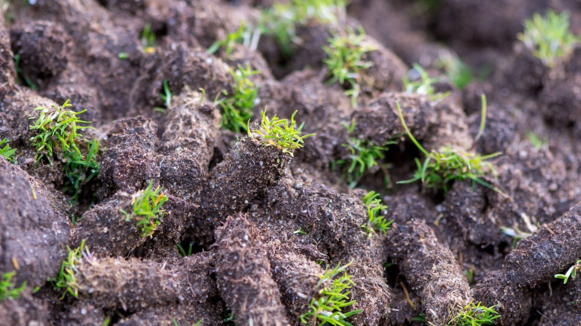 Is It Normal for Aeration to Leave Behind Clumps of Soil on Your Lawn?