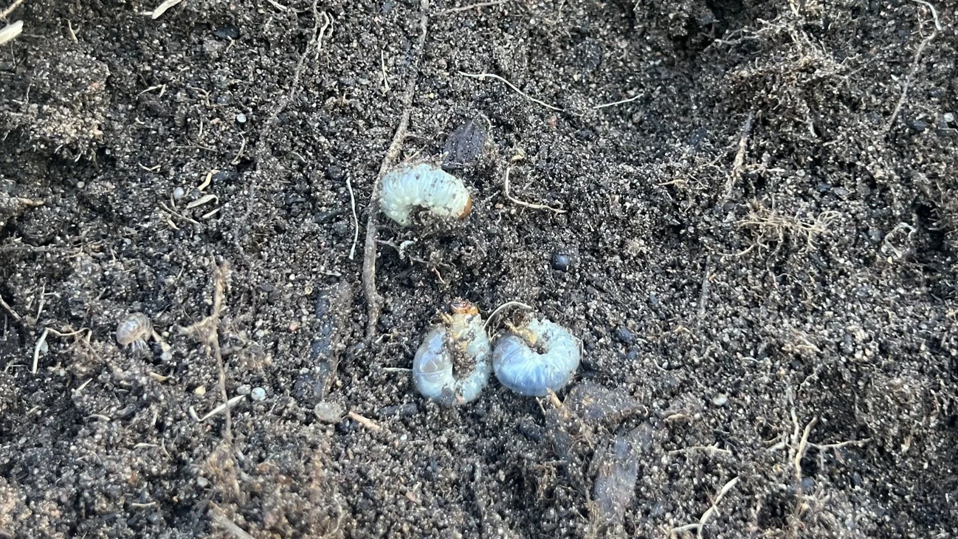 Are Preventative Grub Control Treatments Worth It?