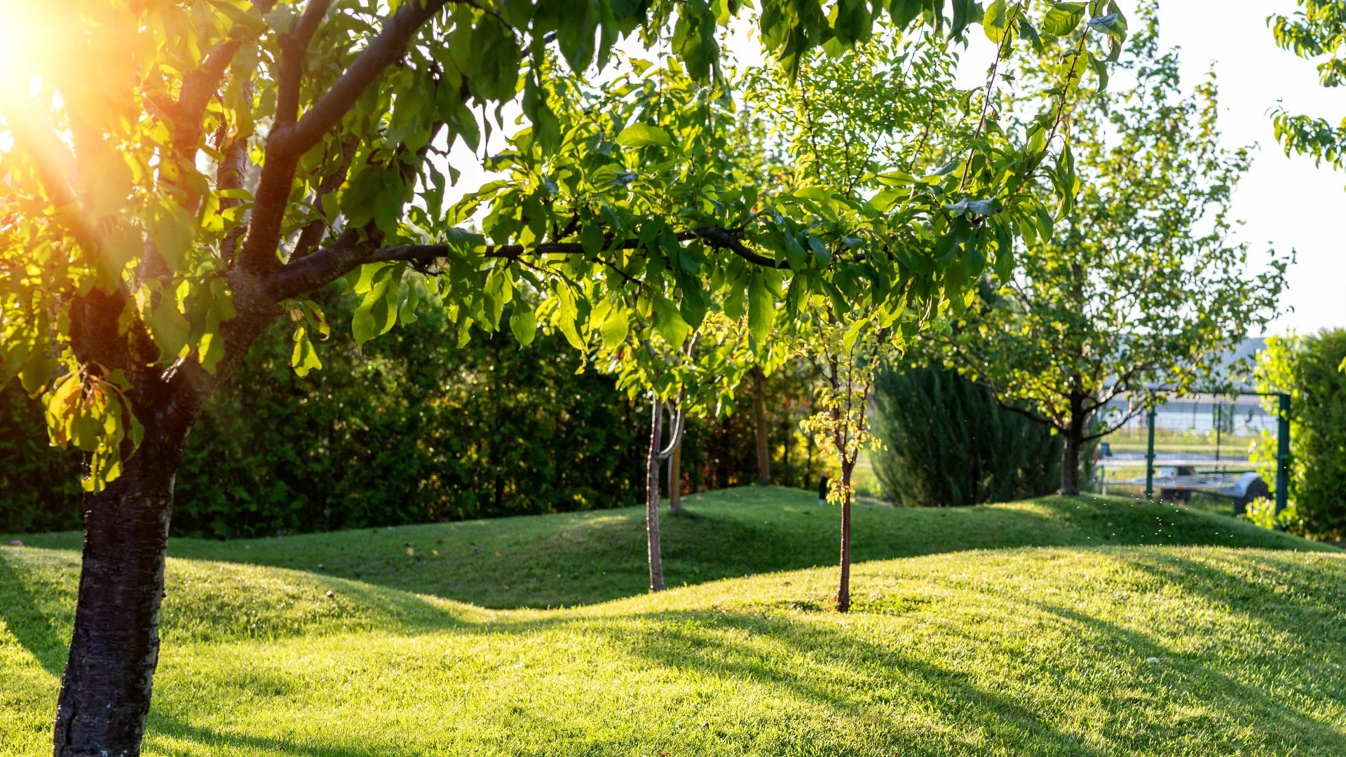 What to Know About Fertilizing Your Trees & Shrubs