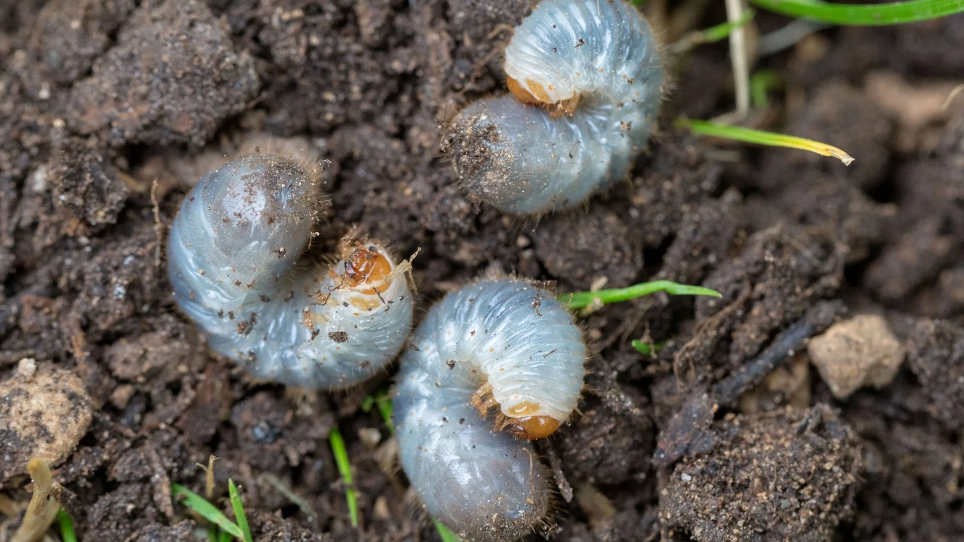 How to Tell if Your Lawn Has a Grub Infestation & What to Do