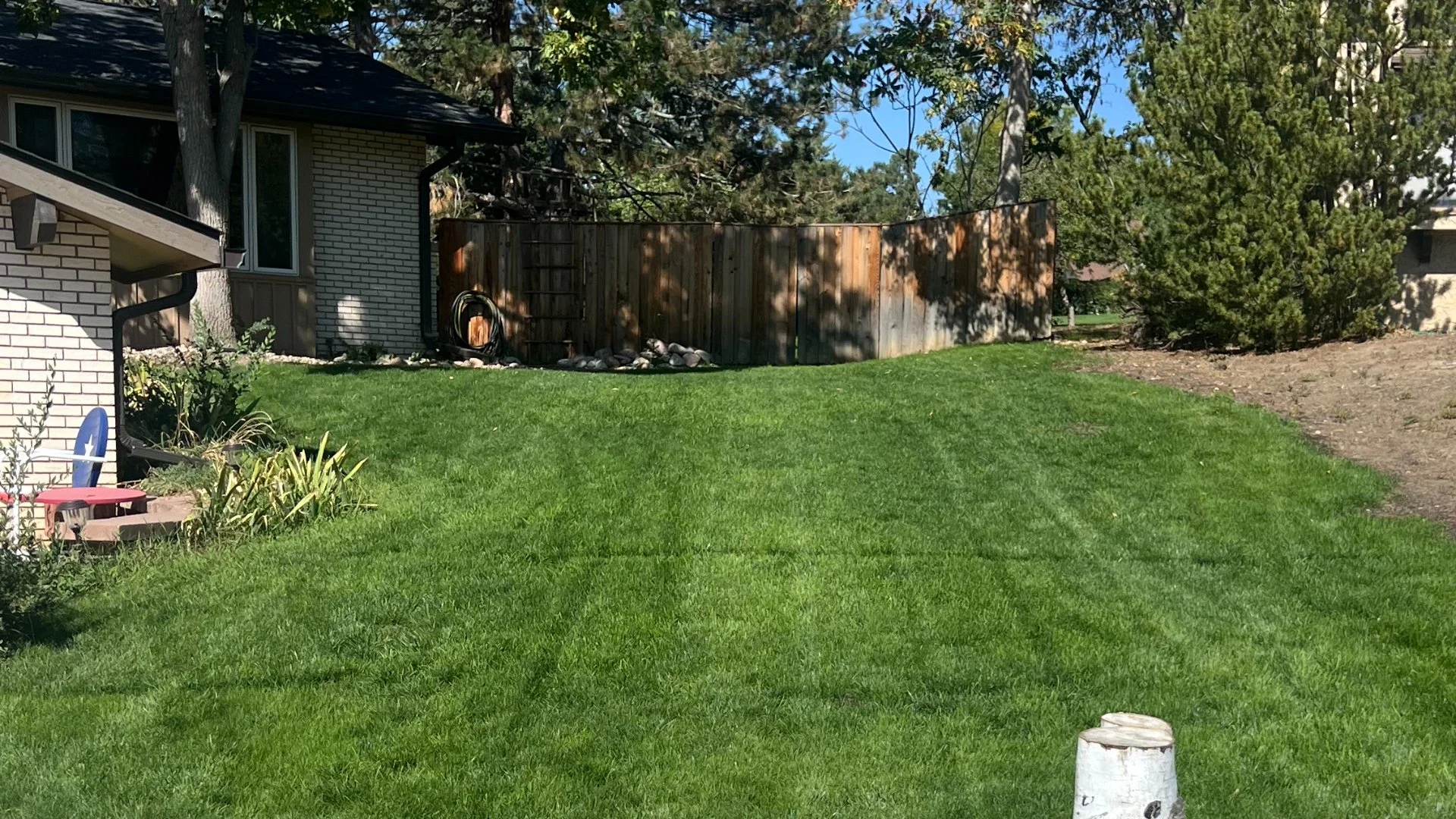 Green grass in a yard