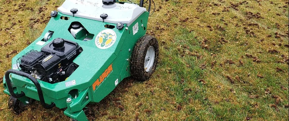 Aerator and soil plugs on a lawn in Longmont, CO.