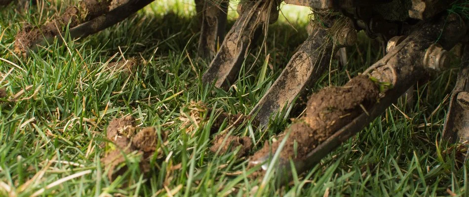 Aerator tines with soil from a lawn in Longmont, CO.
