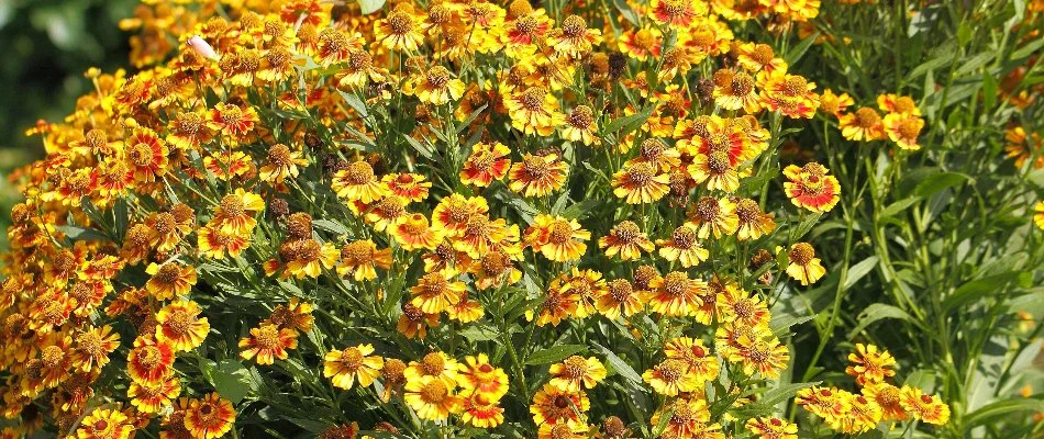 Bunch of blanket flowers in Longmont, CO.