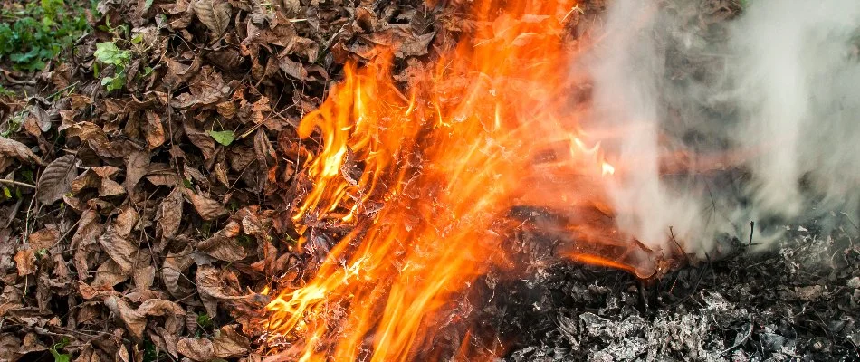 Burning dry leaves in Longmont, CO.