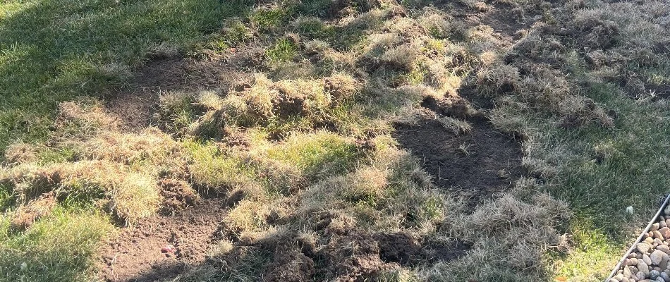 Damaged grass in Longmont, CO, from grubs.