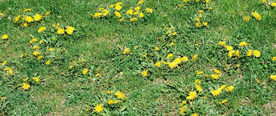 Dandelion weeds on a lawn in Longmont, CO.